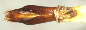 Media type: image;   Entomology 35038 Aspect: genitalia